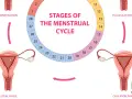 Cykl menstruacyjny: od miesiączki do owulacji, potem faza lutealna. Plamienie przed okresem może wystąpić w końcowej fazie cyklu.