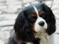 Cavalier ma włosy czy sierść? Odkryj prawdę o pielęgnacji