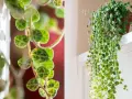 Peperomia prostrata, czyli sukulent o liściach przypominających małe żółwie, tworzy kaskady zieleni.