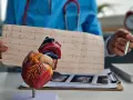 Model serca i EKG. Lekarz analizuje zapis, być może w kontekście leczenia bisocard.