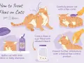 Guía ilustrada sobre cómo tratar chinches en gatos: baño, peinado, recolección y prevención.