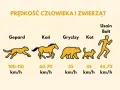 Z jaką prędkością biega gepard? Zaskakujące fakty o jego szybkości
