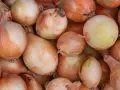 Czy pies może jeść cebulę? Poznaj niebezpieczeństwa dla zdrowia psa