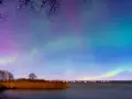 En magisk norrsken resa i Sverige. Aurora Borealis dansar över en sjö med träd och vass i förgrunden.