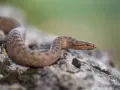 Mały gniewosz wąż, z brązowymi cętkami, wygrzewa się na kamieniu.