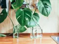 Monstera w szklanych wazonach na blacie. Liście z dziurami, gotowe do ukorzenienia. Tak łatwo rozmnożyć monsterę!