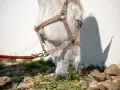 Un cheval blanc broute l'herbe, sa tête basse. La puissance morsure cheval est évidente dans sa détermination à se nourrir.