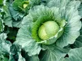 A plump, green cabbage head nestled amongst its large, textured leaves. This image hints at the perfect time when to harvest cabbage for peak freshness.