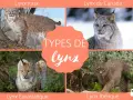 Quatre types de lynx : roux, du Canada, eurasiatique et ibérique, présentés dans un collage.
