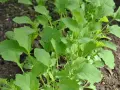 Frisch gewachsener Scheerkohl im Beet, bereit für leckere Scheerkohl Rezepte.