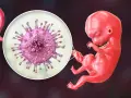 Powiększony wirus cytomegalii obok płodu, ilustracja ryzyka cytomegalii w ciąży.