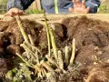 Kindliche Hände über frisch gepflanztem Spargel. Die ersten grünen Triebe recken sich aus der Erde, bedeckt mit braunem Mulch.