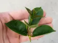 Ein Trieb mit grünen Blättern in einer Hand, bereit, um Dipladenien zu vermehren.