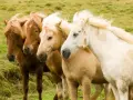 Quatre chevaux, dont un magnifique cheval Connemara blanc, se tiennent côte à côte dans un pré verdoyant.