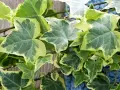 Czy bluszcz jest trujący dla psa? Objawy zatrucia i zagrożenia