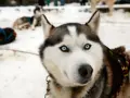 Husky z Bieszczad, gotowy na zimową przygodę. Jego niebieskie oczy błyszczą w śniegu, a futro chroni przed mrozem.
