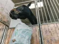 Cavallo nero curioso annusa un sacco di foraggio per cavalli in una stalla di legno.