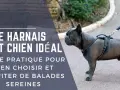 Un bouledogue français porte un harnais confortable pour chien, prêt pour une promenade sereine.