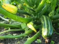 Zucchini pflanzen im Garten: Eine junge Zucchini wächst neben gelben Blüten und grünen Blättern.