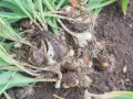 Kiedy wykopać tulipany? Cebulki tulipanów z korzeniami i liśćmi leżą na ziemi, gotowe do przesadzenia lub przechowania.