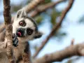 Zabawny lemur na Madagaskarze, wyciągający język. Styczeń to ciepła pogoda, idealna na takie psoty w drzewach.