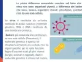 Illustrazione che mostra la differenza tra virus (organismo non vivente con materiale genetico) e batteri (organismi viventi unicellulari).