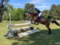 Un cavalier et son cheval brun franchissent un obstacle en bois lors d'une compétition de sports équestres.