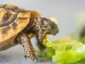 Czym żywią się żółwie lądowe i jak uniknąć błędów w diecie