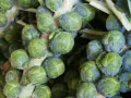 Nahaufnahme von frisch geernteten Rosenkohlpflanzen, die bereit sind, in der Küche zu landen.
