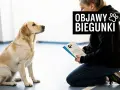 Labrador siedzi, patrząc na kobietę klęczącą z ulotką o objawach biegunki u psa.