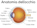 Sezione trasversale dell'occhio umano, che mostra le sue parti interne come la retina, il nervo ottico e il cristallino.