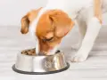 Un chien glouton savoure ses croquettes dans sa gamelle en inox décorée de pattes.