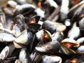 Frische Miesmuscheln, bereit für die muschel saison. Ein köstlicher Meeresgenuss, der auf den Teller wartet.