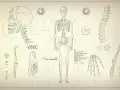 Anatomia człowieka rysunek z opisem: schemat szkieletu, czaszki, kręgosłupa, dłoni i kości kończyn na tle technicznym.