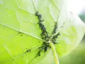 Un gruppo di afidi neri si aggrappa alla parte inferiore di una foglia verde brillante, succhiandone la linfa.