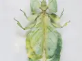 Insecto palo verde, un maestro del camuflaje entre las hojas. Estos animales que se camuflan son fascinantes.