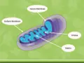 Der **Mitochondrien Aufbau**: Äußere und innere Membran, Cristae und Matrix sind klar dargestellt.