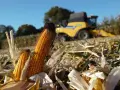 Zbliżenie na dwie kolby kukurydzy na polu, w tle żółta maszyna rolnicza. To znak, że nadszedł sezon na kukurydzę.