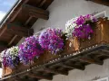 Kwiaty zwisające na balkon wieloletnie w odcieniach bieli, fioletu i różu tworzą kaskadę barw na drewnianej balustradzie.