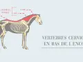 Anatomie du cheval : le ligament nuchal, la lame et la corde, situés en bas de l'encolure, sont mis en évidence sur le squelette.