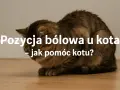 Kot w pozycji bólowej, może to być objaw zapalenia jelit. Jak pomóc kotu?