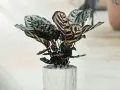 Piękna calathea mixed w ozdobnej doniczce, z liśćmi o hipnotyzującym wzorze.
