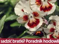 Jak sadzić bratki - proste kroki, aby uniknąć błędów w uprawie