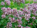 En tät buske med små, lila blommor och gröna blad. Perfekt för att odla oregano i din trädgård.