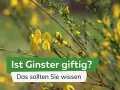 Gelber Ginster blüht, aber Vorsicht: Ginster ist giftig. Informieren Sie sich über die Gefahren dieser Pflanze.