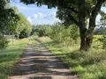 Ein sonniger Feldweg führt durch üppiges Grün. Der Weg erinnert an Psalm 16,11: "Du tust mir kund den Weg zum Leben.