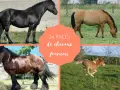 Quatre chevaux, dont un poulain, illustrent la diversité des races de chevaux français.