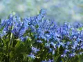 En matta av blå scilla blommor i full blom. De små, stjärnformade blommorna nickar i vinden och skapar en vacker vårscen.