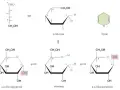 Strukturformeln von Glucose: offenkettige Form, Pyranose-Ring und die Bildung eines Halbacetals in α- und β-Form.