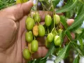 Mano sosteniendo racimos de frutos verdes de neem, de donde se extrae el aceite de neem.